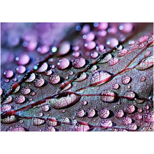 Purple Leaf Waterdrops - Professional Prints