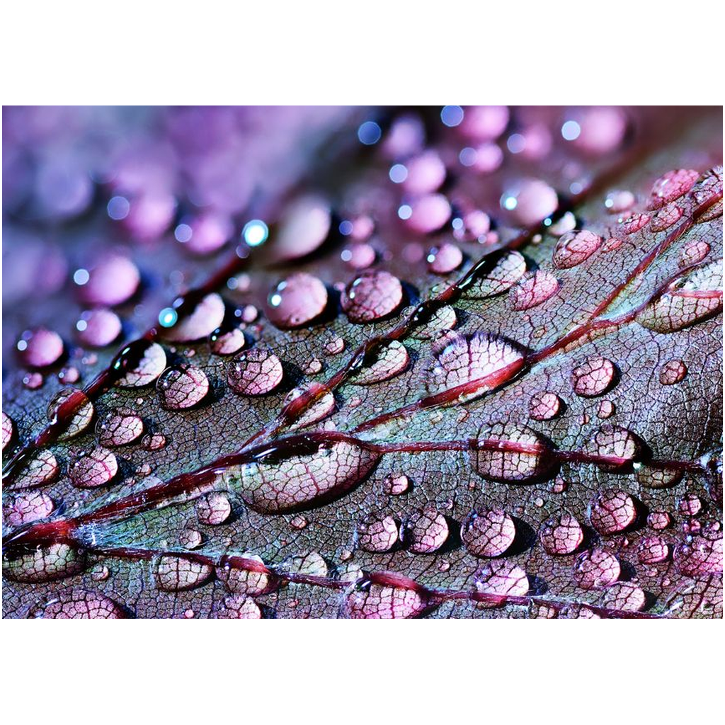 Purple Leaf Waterdrops - Professional Prints
