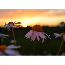 Load image into Gallery viewer, Wild Flower Sunset - Professional Prints
