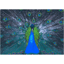 Load image into Gallery viewer, Blue Peacock - Professional Prints
