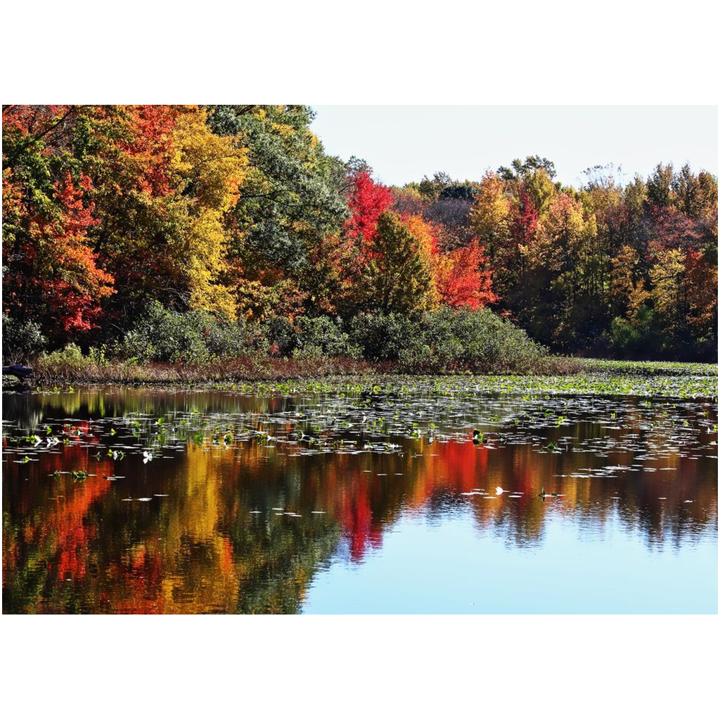 Autumn Trees On The Lake - Professional Prints
