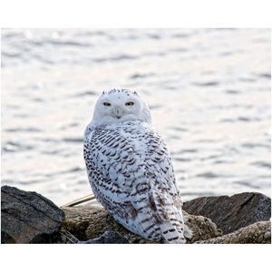 Snowy Owl On The Bay - Professional Prints