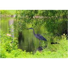 Load image into Gallery viewer, Heron Under A Bush - Professional Prints
