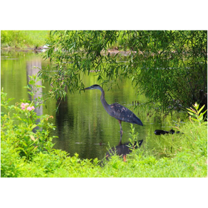 Heron Under A Bush - Professional Prints