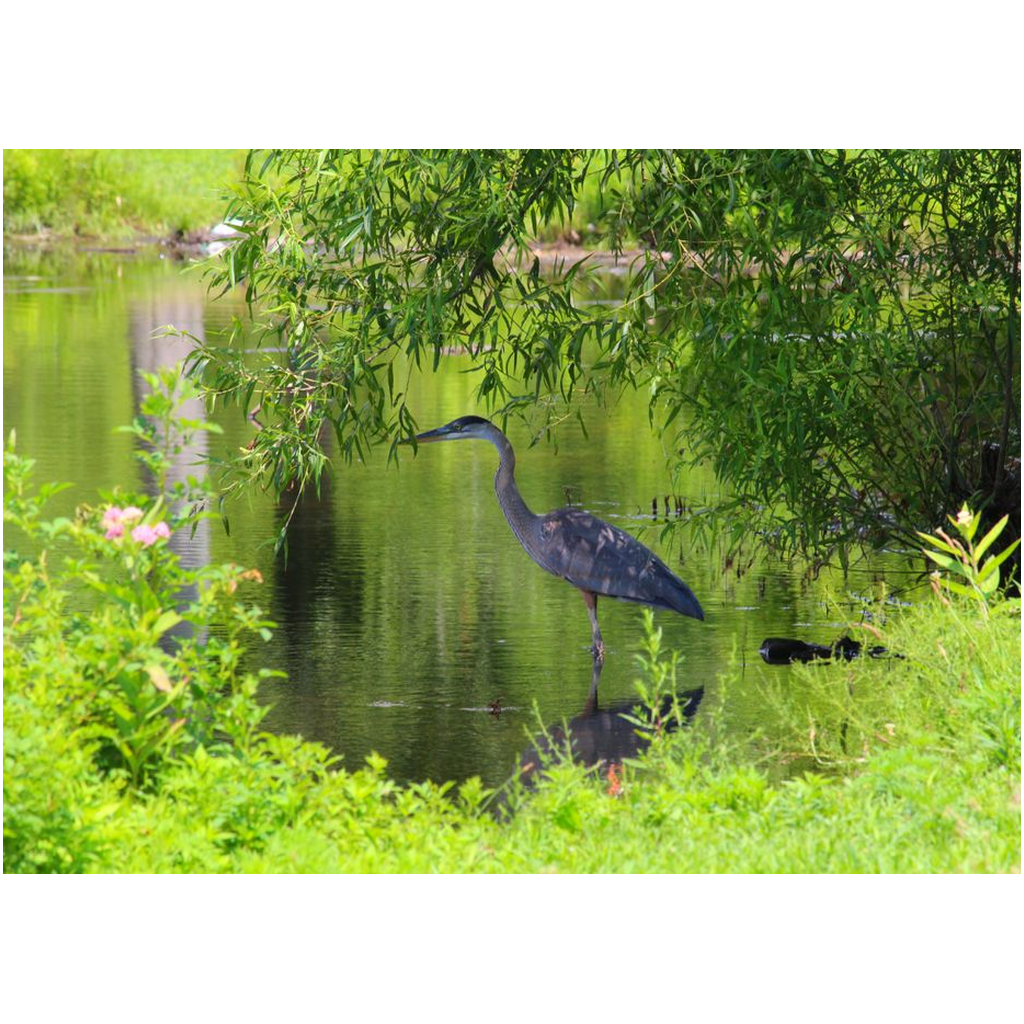 Heron Under A Bush - Professional Prints