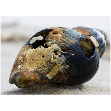 Load image into Gallery viewer, Blue Shell On The Sand - Professional Prints
