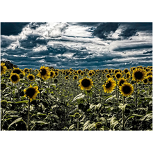 Load image into Gallery viewer, Dark Sunflower Field - Professional Prints
