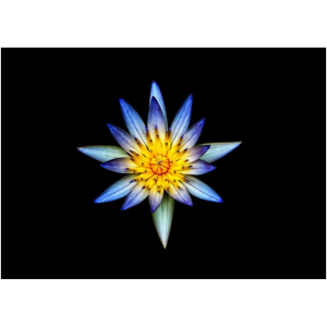 Blue Flower Centerpiece - Professional Prints