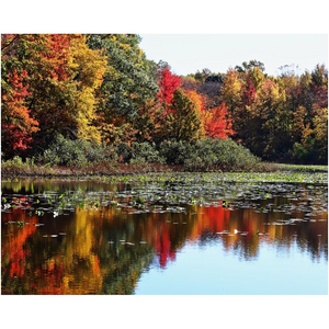 Autumn Trees On The Lake - Professional Prints