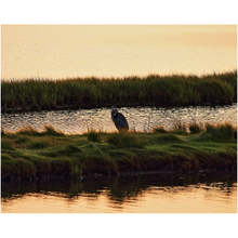 Load image into Gallery viewer, Heron In The Marsh - Professional Prints
