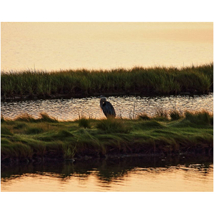 Heron In The Marsh - Professional Prints