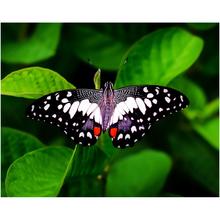 Load image into Gallery viewer, Black Butterfly - Professional Prints
