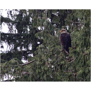 Eagles In A Tree - Professional Prints