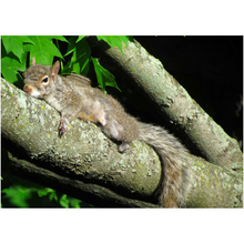 Load image into Gallery viewer, Sleeping Squirrel - Professional Prints
