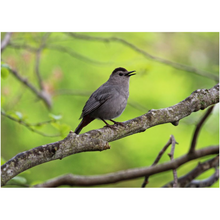 Load image into Gallery viewer, Bird On A Branch - Professional Prints
