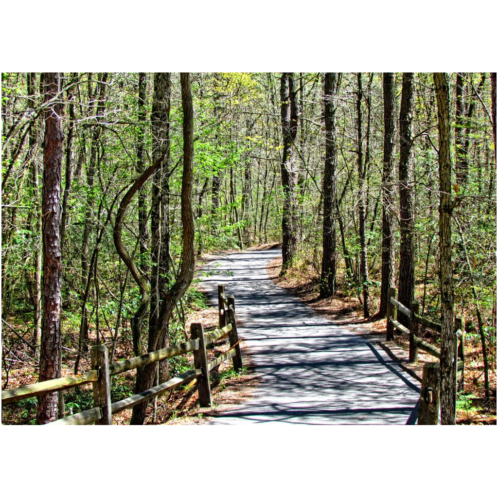 Nature Path - Professional Prints