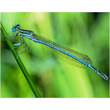 Load image into Gallery viewer, Extended Dragonfly - Professional Prints
