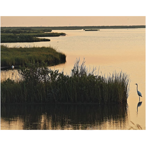 Egrets Around The Marsh - Professional Prints
