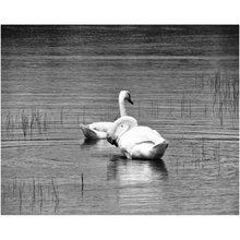 Load image into Gallery viewer, Lake Swans - Professional Prints
