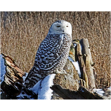 Load image into Gallery viewer, Snowy Owl In Nature - Professional Prints
