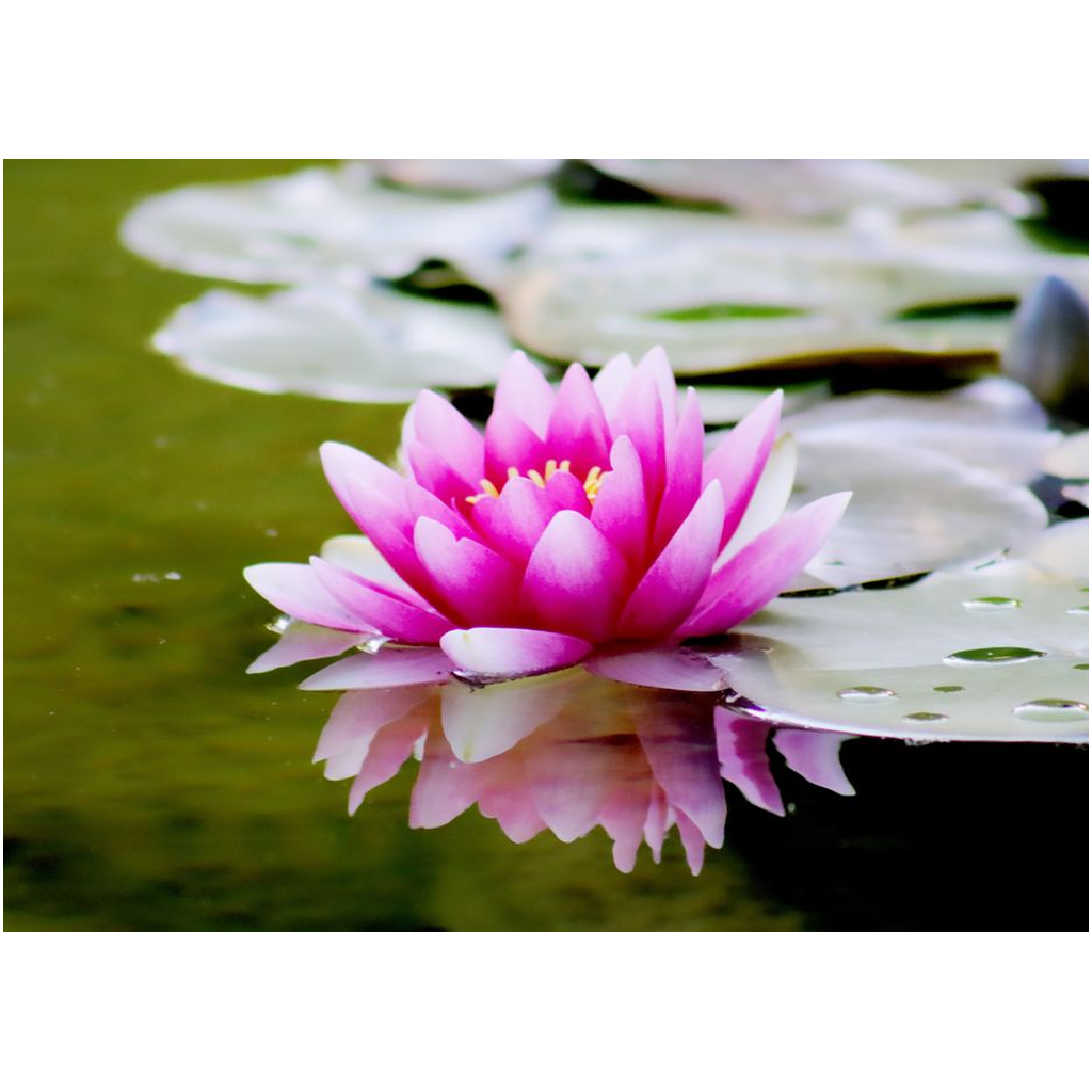 Pink Water Lilly - Professional Prints