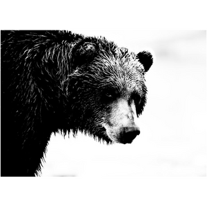Bear Sideview - Professional Prints