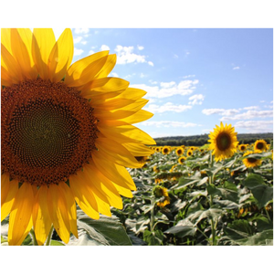 Sunflower Close Up - Professional Prints