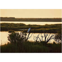 Load image into Gallery viewer, Tree Sitting Egret - Professional Prints
