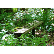 Load image into Gallery viewer, Overgrown Bench - Professional Prints
