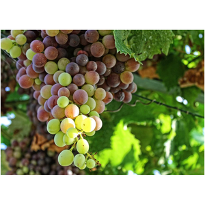 Wine Grapes - Professional Prints