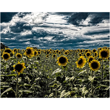 Load image into Gallery viewer, Dark Sunflower Field - Professional Prints
