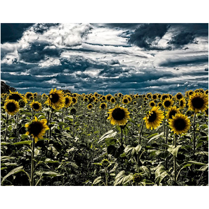 Dark Sunflower Field - Professional Prints