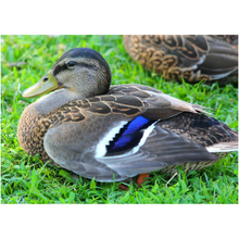 Load image into Gallery viewer, Duck In The Grass - Professional Prints

