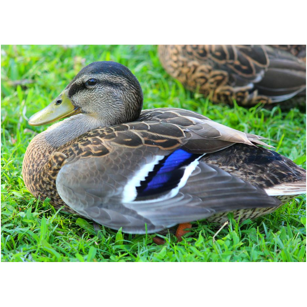 Duck In The Grass - Professional Prints