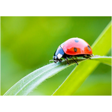 Load image into Gallery viewer, Ladybug On Green - Professional Prints
