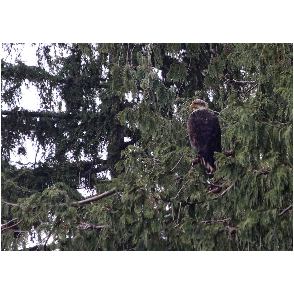 Eagles In A Tree - Professional Prints