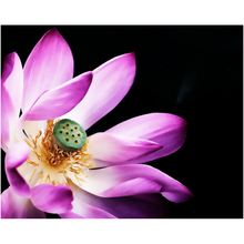 Load image into Gallery viewer, Pink Lotus Flower - Professional Prints
