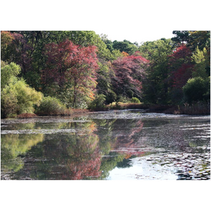 Fall Reflections On The Lake - Professional Prints