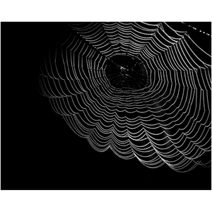 Dark Spider Web - Professional Prints