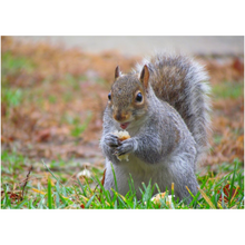 Load image into Gallery viewer, Eating Squirrel - Professional Prints
