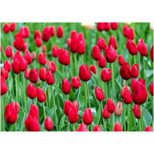 Load image into Gallery viewer, Red Tulips - Professional Prints
