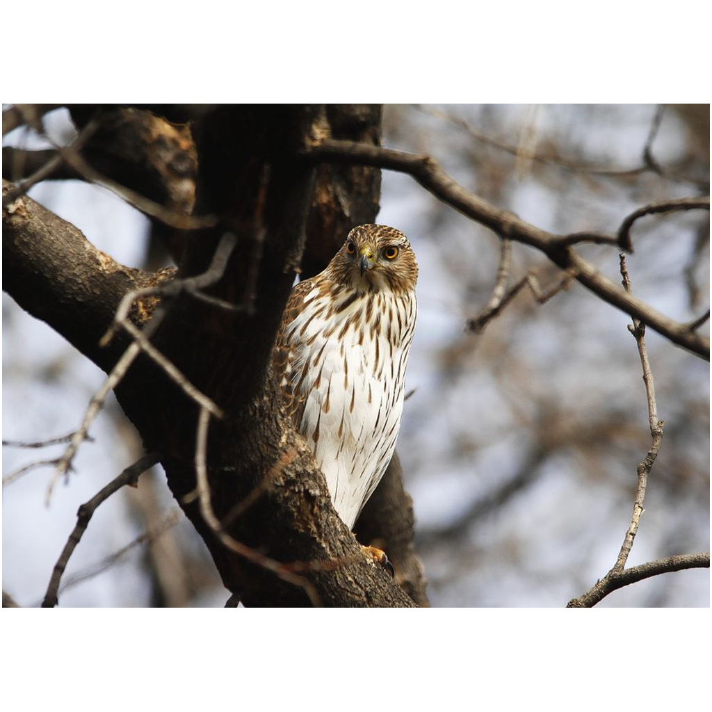 Hawk Sitting On A Branch - Professional Prints