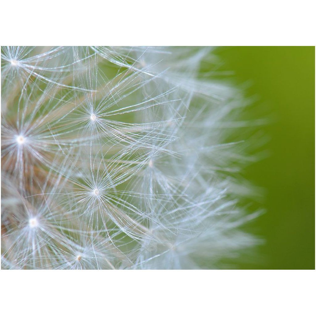 Macro Dandelion - Professional Prints