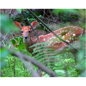 Deer In The Woods - Professional Prints