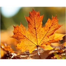Load image into Gallery viewer, Maple Leaf - Professional Prints
