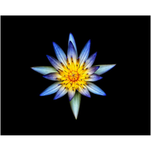 Load image into Gallery viewer, Blue Flower Centerpiece - Professional Prints
