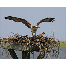 Load image into Gallery viewer, Osprey Nest - Professional Prints
