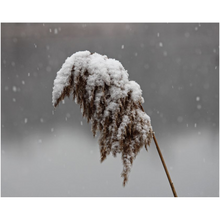 Load image into Gallery viewer, Sticking Snow - Professional Prints
