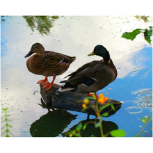 Load image into Gallery viewer, Two Ducks - Professional Prints
