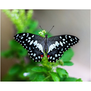 Black & White Butterfly - Professional Prints